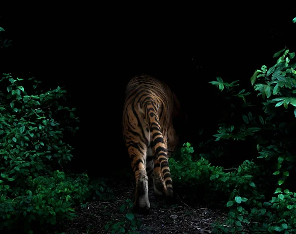 Tiger Tropical Rainforest Night Dark Background — Stock fotografie