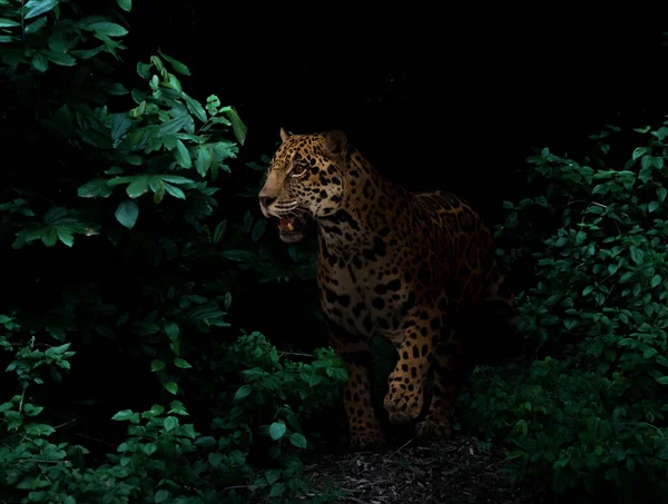 Jaguar Tropical Rainforest Night Dark Background —  Fotos de Stock