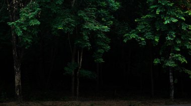 Tropik orman yaprakları gecenin karanlığında filizlenir. 