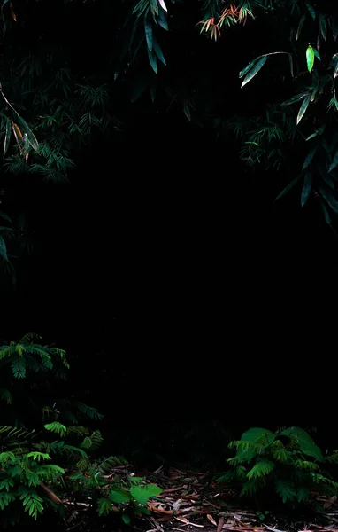 Tropical forest foliage plants bushes in the dark night