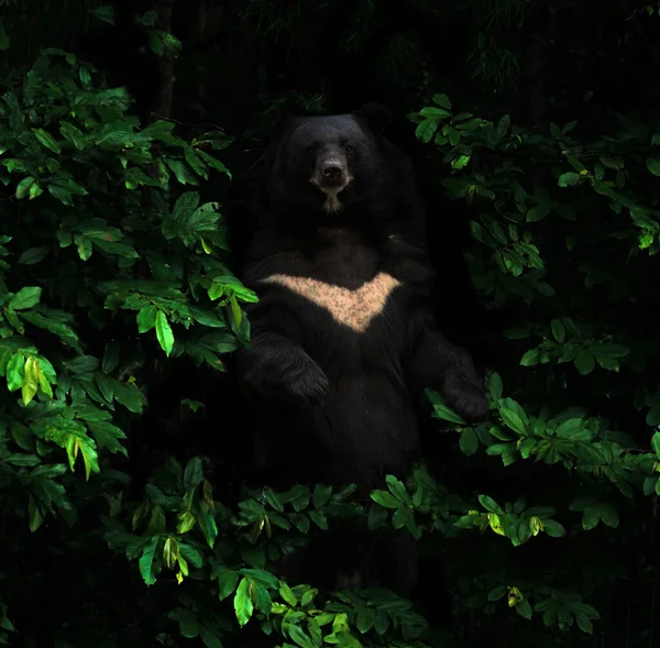 Asiatic Black Bear Standing Dark Tropical Forest — Φωτογραφία Αρχείου