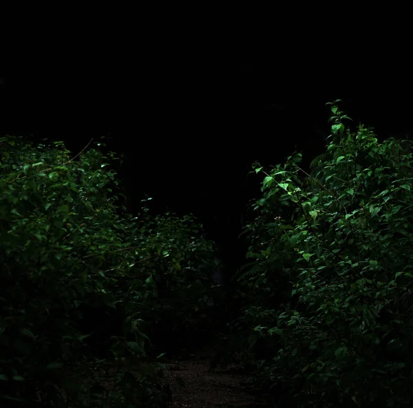 Tropical Forest Foliage Plants Bushes Dark Night — ストック写真