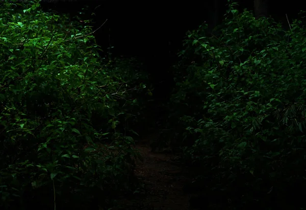 Liście Tropikalnych Roślin Leśnych Krzewy Ciemnej Nocy — Zdjęcie stockowe