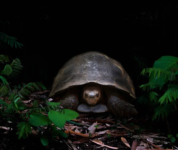 Tortuga Caminando Oscuro Bosque Tropical —  Fotos de Stock