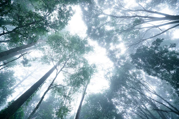 Low Angle View Tree Top Mist Tropical Forest — Stock fotografie