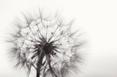 Siyah beyaz Macro karahindiba. Dilek Özgürlüğü. Günbatımı gökyüzünde karahindiba silueti kabarık çiçek. Tohum makrosu yakın plan. Yumuşak odaklanma. Hoşça kal Summer. Umut ve rüya kavramı. Kırılganlık. İlkbahar.