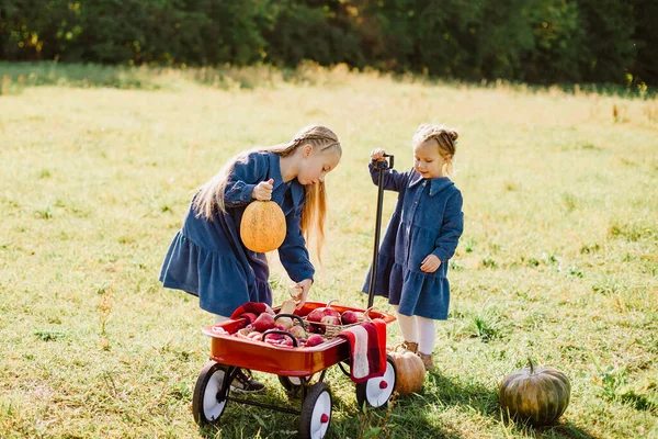 秋は有機カボチャとリンゴを収穫します 寒い秋の日にカボチャのパッチ上の幸せな妹の女の子 ハロウィンや感謝祭や赤いワゴンのためのカボチャの多くと カボチャ畑の子供たち — ストック写真