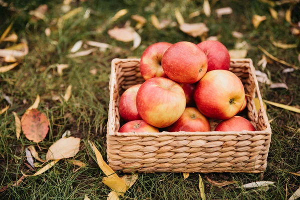 Récolte Pommes Pommes Rouges Bio Dans Panier Sur Herbe Verte — Photo