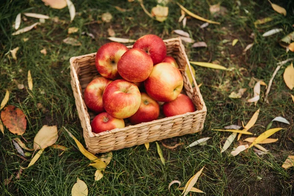 Almagyűjtés Szerves Vörös Almák Kosárban Zöld Füvön Gyümölcsös Kertben Vörös — Stock Fotó