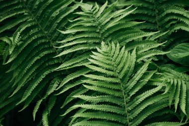 Yeşil eğreltiotu yaprakları arka planda. Parlak yeşil yapraklar. Tropikal yaprak. Egzotik orman bitkisi. Botanik konsepti. Eğreltiotu ormanları kapanır. Orman atmosferi ve sakin meditasyon