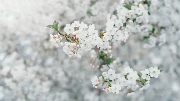 Tavaszi Háttér Virágzó Fehér Cseresznyevirágokkal Természet Virágos Elvont Háttere Virágzó — Stock Fotó