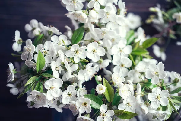 Latar Belakang Musim Semi Dengan Bunga Ceri Putih Mekar Latar — Stok Foto