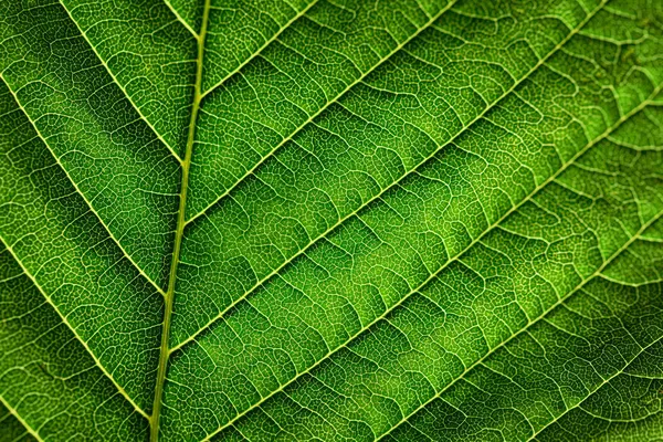 Texture Extrêmement Proche Des Nervures Foliaires Rétro Éclairage Vert Frais — Photo