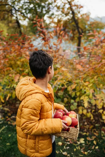 赤い有機リンゴの屋外で食べる少年の肖像画 収穫の概念 秋に農場でリンゴを摘む子供 子供と生態学 健康的な栄養ガーデンフード — ストック写真
