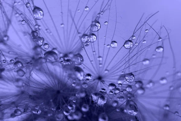 Macro nature. dandelion at sky background. Freedom to Wish. Dandelion silhouette fluffy flower. — Stock Photo, Image