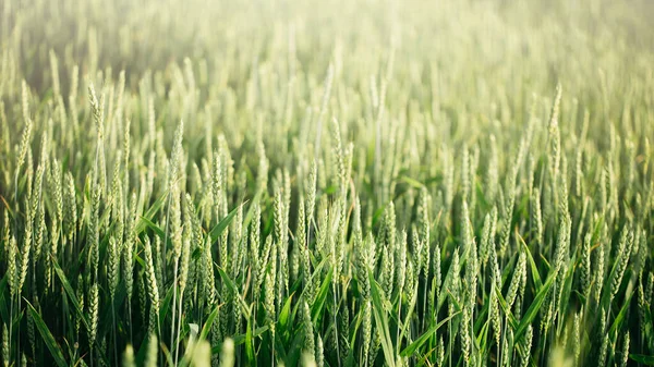 Makro menutup telinga muda segar gandum hijau muda di musim panas lapangan. — Stok Foto