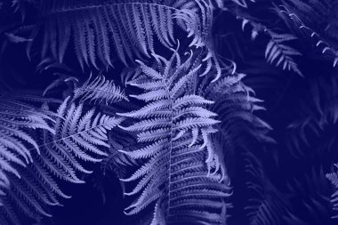 Yeşil eğreltiotu yaprakları arka planda. Canlı yeşil yapraklar..