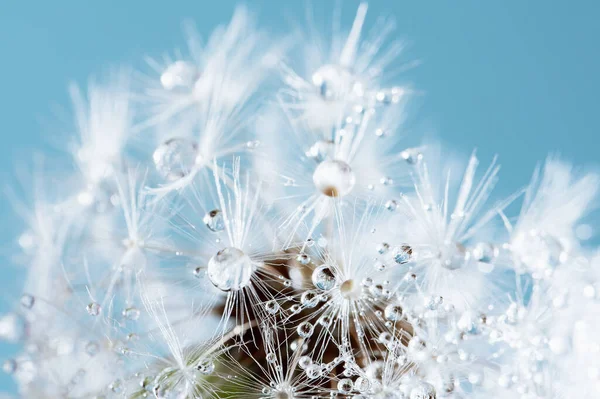 Latar belakang abstrak alam makro. Embun yang indah tetes pada tanaman dandelion makro. latar belakang lunak. — Stok Foto