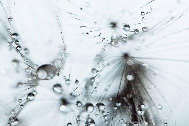 Karahindiba tohumlu makronun üzerine güzel çiy damlaları düşer. Güzel, yumuşak bir arka plan. Su paraşütlü karahindibanın üzerine düşer. Uzayı kopyala Su damlacıklarına odaklanın. dairesel şekil, soyut arkaplan