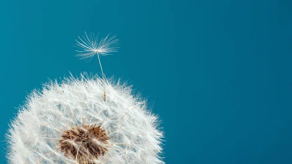 Macro natura. dente di leone sullo sfondo del cielo. Libertà di desiderio. Tarassaco silhouette fiore soffice. — Foto Stock