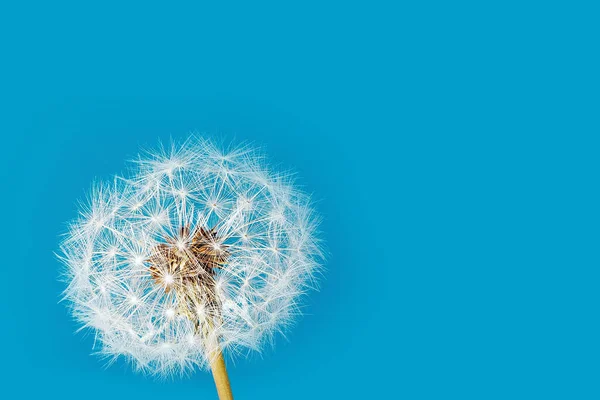 Macro nature. dandelion at sky background. Freedom to Wish. Dandelion silhouette fluffy flower. — Stock Photo, Image