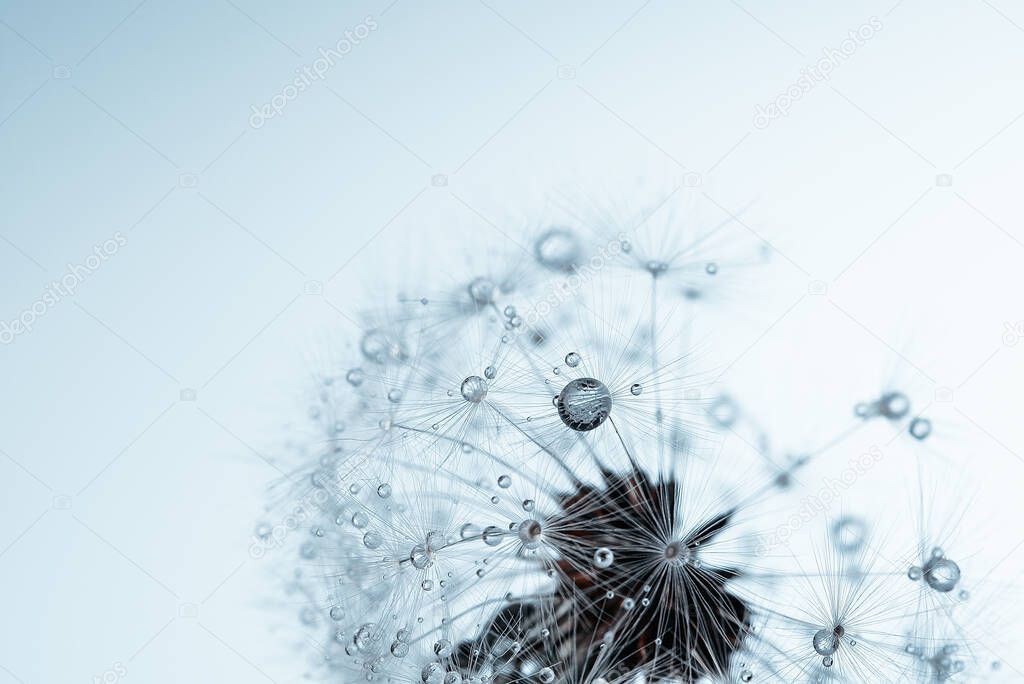 Beautiful dew drops on dandelion seed macro. Water drops on parachutes dandelion.