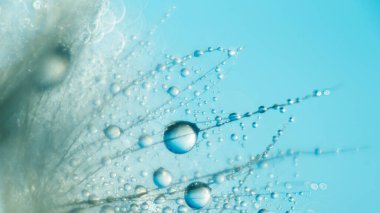 Karahindiba tohumlu makronun üzerine güzel çiy damlaları düşer. Güzel, yumuşak bir arka plan. Su paraşütlü karahindibanın üzerine düşer. Uzayı kopyala Su damlacıklarına odaklanın. dairesel şekil, soyut arkaplan