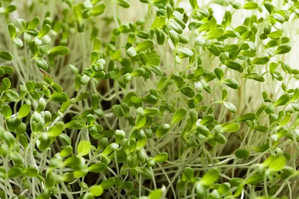 mikroyeşil bitki örtüsü. Salata filizli sebze karışımı.