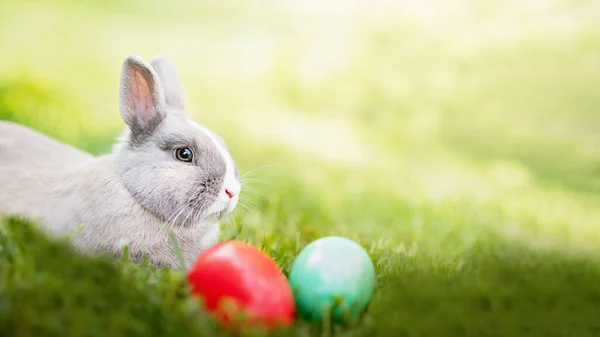 Пасхальний кролик і великодні яйця на весняно-зеленій траві. Милий кролик — стокове фото