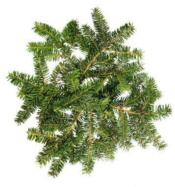 Beyaz arka planda izole edilmiş iğneleri olan yeşil köknar ağacı ladin dalı