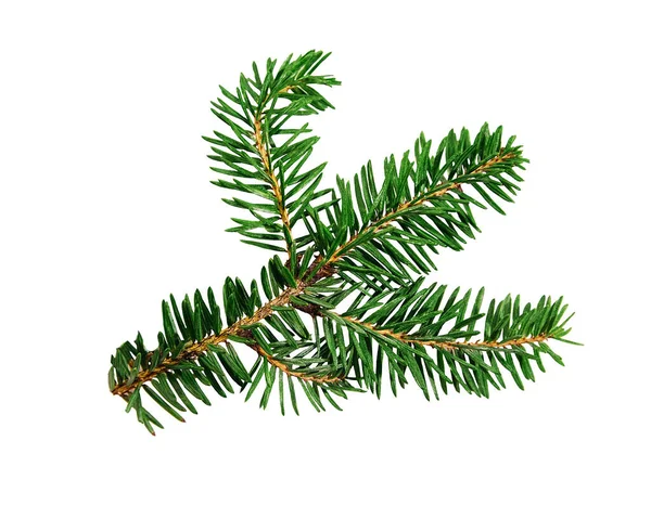 Green fir tree spruce branch with needles isolated on white background — Stock Photo, Image