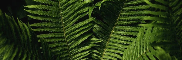 Green fern leaves petals background. Vibrant green foliage. — Stock Photo, Image