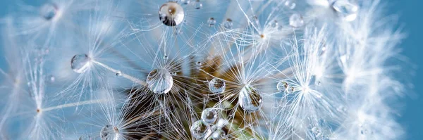 Mooie dauw druppels op een paardebloem zaad macro. — Stockfoto