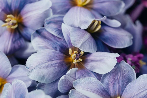 Nature bouquet from purple tulips for use as background. Selective focus.