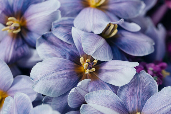 Nature bouquet from purple tulips for use as background. Selective focus. — Stock Photo, Image