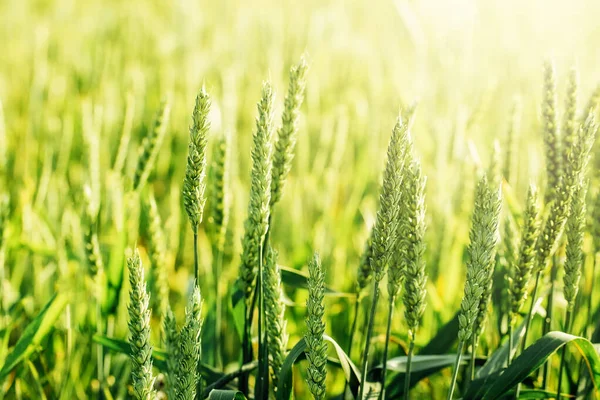 Makro menutup telinga muda segar gandum hijau muda di musim panas lapangan. — Stok Foto