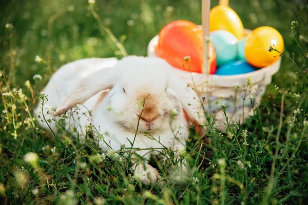 Пасхальний кролик і великодні яйця на весняно-зеленій траві. Милий кролик — стокове фото