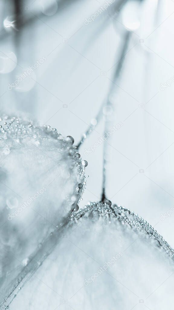 Beautiful soft background. Water drops on parachutes dandelion.