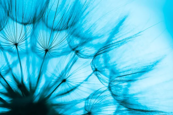 Fondo de flor de diente de león abstracto azul, primer plano con enfoque suave. Libertad para desear — Foto de Stock