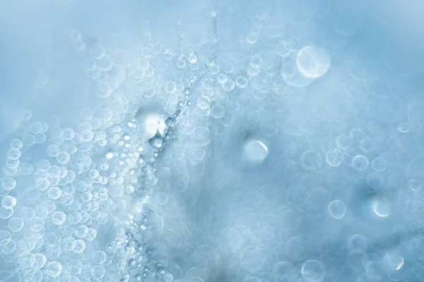 Vacker mjuk bakgrund. Vattendroppar på maskros. Uppfattat utrymme. mjukt fokus på vattendroppar. — Stockfoto