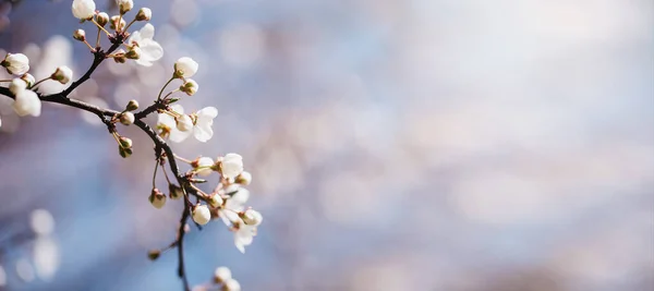 Virágzó cseresznye makró ágak lágy fókusszal Húsvéti és tavaszi üdvözlőkártyákkal. Tavasz — Stock Fotó