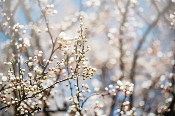 Virágzó cseresznye makró ágak lágy fókusszal Húsvéti és tavaszi üdvözlőkártyákkal. Tavasz — Stock Fotó