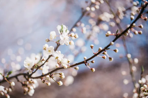Ramas de macro cerezo en flor con enfoque suave Tarjetas de felicitación de Pascua y primavera. Primavera —  Fotos de Stock