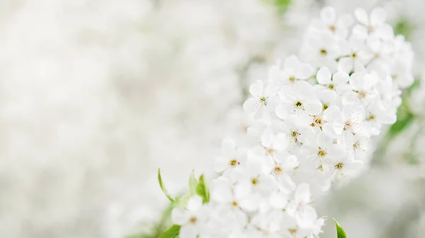 Takken van bloeiende kers macro met zachte focus Pasen en lente wenskaarten. Lente — Stockfoto