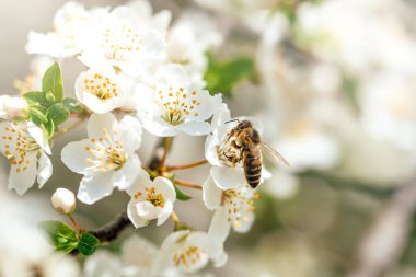 Çiçek açan kiraz dalları ve mavi arka planda yumuşak odaklı arı makrosu.