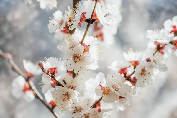 Gyönyörű sárgabarack virágok táj. Virágos tavasz elvont háttér a természet. — Stock Fotó