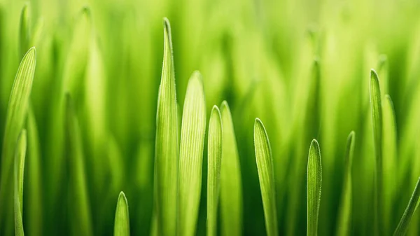 Pandangan alam tertutup rumput hijau musim semi backround halaman belakang alami — Stok Foto