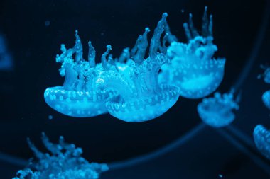 Denizanası suyun altında. Benekli lagün denizanası mastigias papua