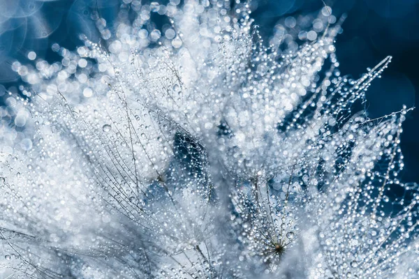 Macro natura. Belle gocce di rugiada su macro semi di dente di leone. Bellissimo sfondo morbido. — Foto Stock