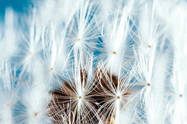 Macro natuur. Mooie dauw druppels op paardenbloem zaad macro. Mooie zachte achtergrond. — Stockfoto